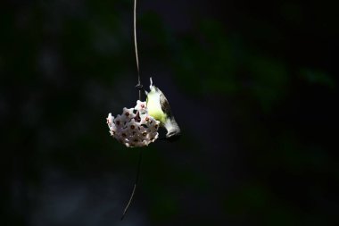 Bu fotoğraf, Hoya çiçek kümesinden nektar içmek için baş aşağı asılı duran beyaz karınlı bir Sunbird 'ü kayda değer bir anda yakalar. Kuşun uzun, kıvrımlı gagası mükemmel bir şekilde dengelenmiş, yıldız şeklindeki çiçeklerden birine uzanıyor..