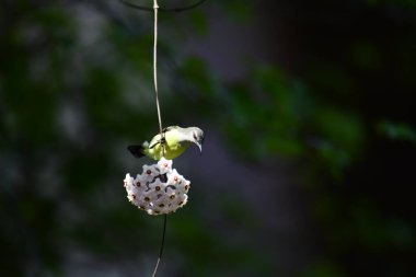 Bu fotoğraf, Hoya çiçek kümesinden nektar içmek için baş aşağı asılı duran beyaz karınlı bir Sunbird 'ü kayda değer bir anda yakalar. Kuşun uzun, kıvrımlı gagası mükemmel bir şekilde dengelenmiş, yıldız şeklindeki çiçeklerden birine uzanıyor..