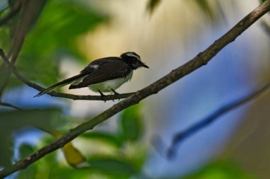 Bu küçük, aktif kuş, huzursuz ve akrobatik hareketleriyle tanınan bir Gri Fantail 'tir. Islak gri-kahverengi bir sırtı, beyaz bir göbeği ve beyaz dış tüyleri olan belirgin bir yelpazeli kuyruğu vardır.