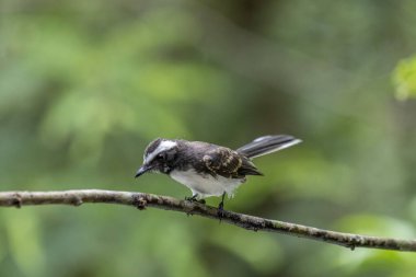 Bu küçük, aktif kuş, huzursuz ve akrobatik hareketleriyle tanınan bir Gri Fantail 'tir. Islak gri-kahverengi bir sırtı, beyaz bir göbeği ve beyaz dış tüyleri olan belirgin bir yelpazeli kuyruğu vardır.