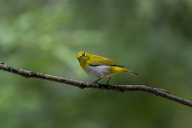 Sri Lanka beyaz gözlü kuşu bir dala tünedi. Küçük, canlı bir kuşun y sırtı ve beyaz bir göbeği vardır. En belirgin özelliği gözünün etrafındaki belirgin beyaz halkadır..