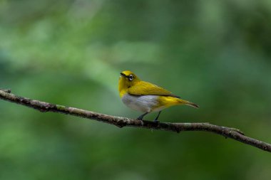 Sri Lanka beyaz gözlü kuşu bir dala tünedi. Küçük, canlı bir kuşun y sırtı ve beyaz bir göbeği vardır. En belirgin özelliği gözünün etrafındaki belirgin beyaz halkadır..