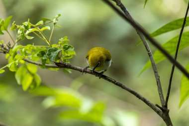 Sri Lanka beyaz gözlü kuşu bir dala tünedi. Küçük, canlı bir kuşun y sırtı ve beyaz bir göbeği vardır. En belirgin özelliği gözünün etrafındaki belirgin beyaz halkadır..