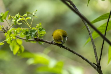Sri Lanka beyaz gözlü kuşu bir dala tünedi. Küçük, canlı bir kuşun y sırtı ve beyaz bir göbeği vardır. En belirgin özelliği gözünün etrafındaki belirgin beyaz halkadır..