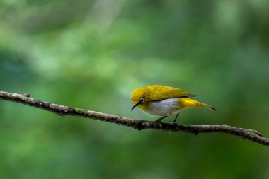 Sri Lanka beyaz gözlü kuşu bir dala tünedi. Küçük, canlı bir kuşun y sırtı ve beyaz bir göbeği vardır. En belirgin özelliği gözünün etrafındaki belirgin beyaz halkadır..