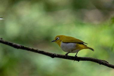 Sri Lanka beyaz gözlü kuşu bir dala tünedi. Küçük, canlı bir kuşun y sırtı ve beyaz bir göbeği vardır. En belirgin özelliği gözünün etrafındaki belirgin beyaz halkadır..
