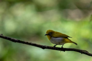 Sri Lanka beyaz gözlü kuşu bir dala tünedi. Küçük, canlı bir kuşun y sırtı ve beyaz bir göbeği vardır. En belirgin özelliği gözünün etrafındaki belirgin beyaz halkadır..
