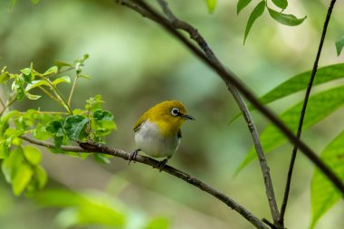 Sri Lanka beyaz gözlü kuşu bir dala tünedi. Küçük, canlı bir kuşun y sırtı ve beyaz bir göbeği vardır. En belirgin özelliği gözünün etrafındaki belirgin beyaz halkadır..