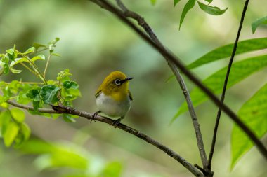 Sri Lanka beyaz gözlü kuşu bir dala tünedi. Küçük, canlı bir kuşun y sırtı ve beyaz bir göbeği vardır. En belirgin özelliği gözünün etrafındaki belirgin beyaz halkadır..
