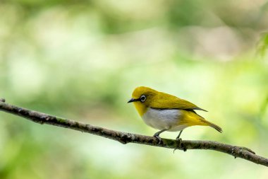 Sri Lanka beyaz gözlü kuşu bir dala tünedi. Küçük, canlı bir kuşun y sırtı ve beyaz bir göbeği vardır. En belirgin özelliği gözünün etrafındaki belirgin beyaz halkadır..
