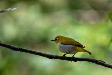 Sri Lanka beyaz gözlü kuşu bir dala tünedi. Küçük, canlı bir kuşun y sırtı ve beyaz bir göbeği vardır. En belirgin özelliği gözünün etrafındaki belirgin beyaz halkadır..
