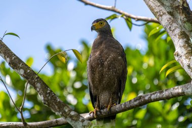 Görkemli bir ibikli Yılan Kartalı ağaç dalına tünemiş, delici sarı gözleri çevreyi tarıyor..