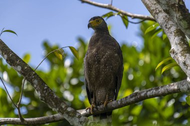 Görkemli bir ibikli Yılan Kartalı ağaç dalına tünemiş, delici sarı gözleri çevreyi tarıyor..