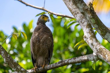 Görkemli bir ibikli Yılan Kartalı ağaç dalına tünemiş, delici sarı gözleri çevreyi tarıyor..