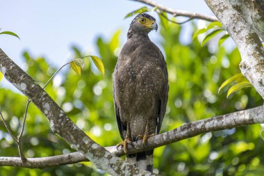Görkemli bir ibikli Yılan Kartalı ağaç dalına tünemiş, delici sarı gözleri çevreyi tarıyor..