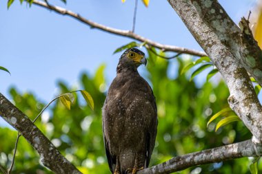 Görkemli bir ibikli Yılan Kartalı ağaç dalına tünemiş, delici sarı gözleri çevreyi tarıyor..