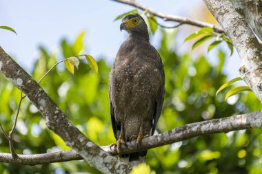 Görkemli bir ibikli Yılan Kartalı ağaç dalına tünemiş, delici sarı gözleri çevreyi tarıyor..