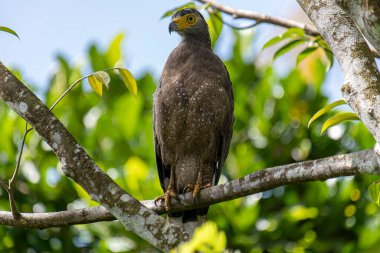 Görkemli bir ibikli Yılan Kartalı ağaç dalına tünemiş, delici sarı gözleri çevreyi tarıyor..