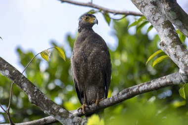 Görkemli bir ibikli Yılan Kartalı ağaç dalına tünemiş, delici sarı gözleri çevreyi tarıyor..