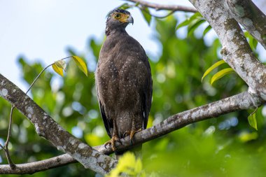 Görkemli bir ibikli Yılan Kartalı ağaç dalına tünemiş, delici sarı gözleri çevreyi tarıyor..