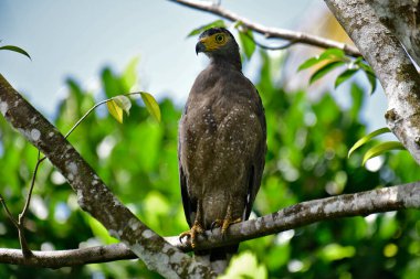 Görkemli bir ibikli Yılan Kartalı ağaç dalına tünemiş, delici sarı gözleri çevreyi tarıyor..
