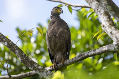 Görkemli bir ibikli Yılan Kartalı ağaç dalına tünemiş, delici sarı gözleri çevreyi tarıyor..