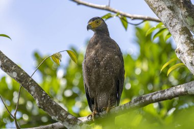 Görkemli bir ibikli Yılan Kartalı ağaç dalına tünemiş, delici sarı gözleri çevreyi tarıyor..