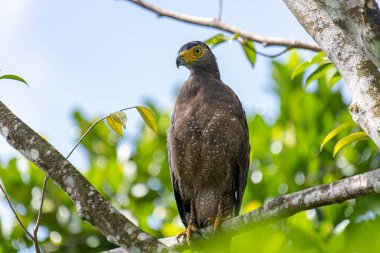 Görkemli bir ibikli Yılan Kartalı ağaç dalına tünemiş, delici sarı gözleri çevreyi tarıyor..