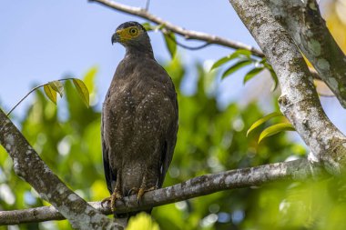Görkemli bir ibikli Yılan Kartalı ağaç dalına tünemiş, delici sarı gözleri çevreyi tarıyor..