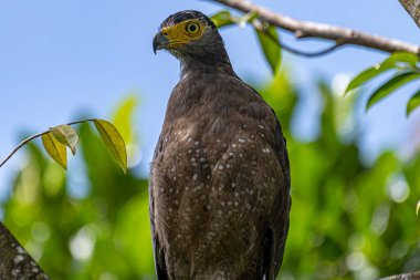 Görkemli bir ibikli Yılan Kartalı ağaç dalına tünemiş, delici sarı gözleri çevreyi tarıyor..