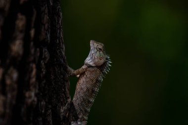Dikenli pulları olan bir kertenkele bir ağacın kabuğuna tutunur. Kertenkelenin kafası yukarı doğru eğik ve gözü keskin bir şekilde odaklanmış..