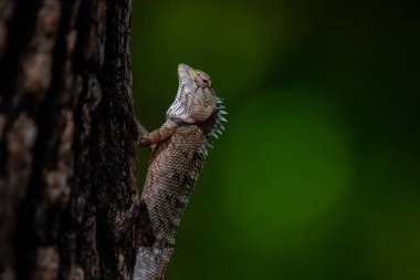 Dikenli pulları olan bir kertenkele bir ağacın kabuğuna tutunur. Kertenkelenin kafası yukarı doğru eğik ve gözü keskin bir şekilde odaklanmış..