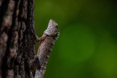 Dikenli pulları olan bir kertenkele bir ağacın kabuğuna tutunur. Kertenkelenin kafası yukarı doğru eğik ve gözü keskin bir şekilde odaklanmış..