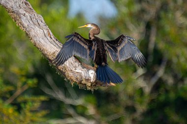 Büyük bir su kuşu, muhtemelen bir Darter, çıplak bir dala tünemiş. Koyu renkli, desenli kanatlarını genişçe açar ve güneşin tadını çıkarır. Arka planda yumuşak, yeşil bir orman var..