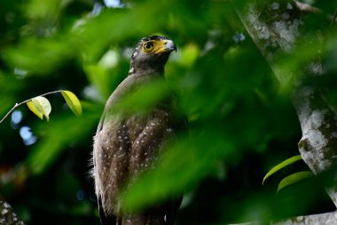 Bir ağaca tünemiş, şaşırtıcı derecede yakın plan bir İbikli Yılan-Kartal 'ın delici sarı gözleri yana bakıyordu. Görüntü benekli tüylerini ve çevresini saran yemyeşil yapraklarını yakalıyor..