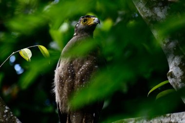 Bir ağaca tünemiş, şaşırtıcı derecede yakın plan bir İbikli Yılan-Kartal 'ın delici sarı gözleri yana bakıyordu. Görüntü benekli tüylerini ve çevresini saran yemyeşil yapraklarını yakalıyor..
