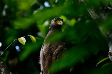 Bir ağaca tünemiş, şaşırtıcı derecede yakın plan bir İbikli Yılan-Kartal 'ın delici sarı gözleri yana bakıyordu. Görüntü benekli tüylerini ve çevresini saran yemyeşil yapraklarını yakalıyor..