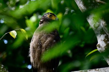 Bir ağaca tünemiş, şaşırtıcı derecede yakın plan bir İbikli Yılan-Kartal 'ın delici sarı gözleri yana bakıyordu. Görüntü benekli tüylerini ve çevresini saran yemyeşil yapraklarını yakalıyor..