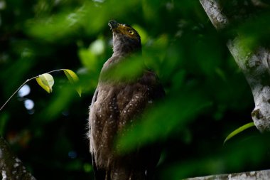 Bir ağaca tünemiş, şaşırtıcı derecede yakın plan bir İbikli Yılan-Kartal 'ın delici sarı gözleri yana bakıyordu. Görüntü benekli tüylerini ve çevresini saran yemyeşil yapraklarını yakalıyor..