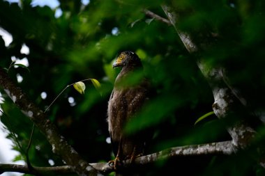 Bir ağaca tünemiş, şaşırtıcı derecede yakın plan bir İbikli Yılan-Kartal 'ın delici sarı gözleri yana bakıyordu. Görüntü benekli tüylerini ve çevresini saran yemyeşil yapraklarını yakalıyor..