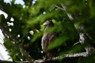 Bir ağaca tünemiş, şaşırtıcı derecede yakın plan bir İbikli Yılan-Kartal 'ın delici sarı gözleri yana bakıyordu. Görüntü benekli tüylerini ve çevresini saran yemyeşil yapraklarını yakalıyor..