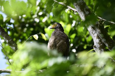 Bir ağaca tünemiş, şaşırtıcı derecede yakın plan bir İbikli Yılan-Kartal 'ın delici sarı gözleri yana bakıyordu. Görüntü benekli tüylerini ve çevresini saran yemyeşil yapraklarını yakalıyor..