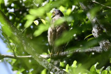 Bir ağaca tünemiş, şaşırtıcı derecede yakın plan bir İbikli Yılan-Kartal 'ın delici sarı gözleri yana bakıyordu. Görüntü benekli tüylerini ve çevresini saran yemyeşil yapraklarını yakalıyor..