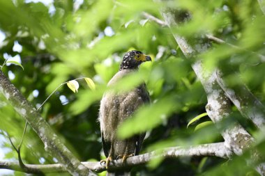 Bir ağaca tünemiş, şaşırtıcı derecede yakın plan bir İbikli Yılan-Kartal 'ın delici sarı gözleri yana bakıyordu. Görüntü benekli tüylerini ve çevresini saran yemyeşil yapraklarını yakalıyor..