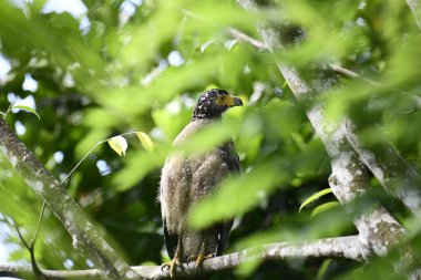 Bir ağaca tünemiş, şaşırtıcı derecede yakın plan bir İbikli Yılan-Kartal 'ın delici sarı gözleri yana bakıyordu. Görüntü benekli tüylerini ve çevresini saran yemyeşil yapraklarını yakalıyor..