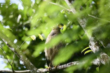Bir ağaca tünemiş, şaşırtıcı derecede yakın plan bir İbikli Yılan-Kartal 'ın delici sarı gözleri yana bakıyordu. Görüntü benekli tüylerini ve çevresini saran yemyeşil yapraklarını yakalıyor..