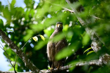 Bir ağaca tünemiş, şaşırtıcı derecede yakın plan bir İbikli Yılan-Kartal 'ın delici sarı gözleri yana bakıyordu. Görüntü benekli tüylerini ve çevresini saran yemyeşil yapraklarını yakalıyor..