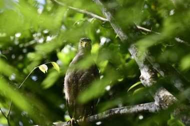 Bir ağaca tünemiş, şaşırtıcı derecede yakın plan bir İbikli Yılan-Kartal 'ın delici sarı gözleri yana bakıyordu. Görüntü benekli tüylerini ve çevresini saran yemyeşil yapraklarını yakalıyor..