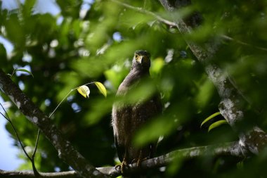 Bir ağaca tünemiş, şaşırtıcı derecede yakın plan bir İbikli Yılan-Kartal 'ın delici sarı gözleri yana bakıyordu. Görüntü benekli tüylerini ve çevresini saran yemyeşil yapraklarını yakalıyor..