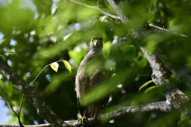 Bir ağaca tünemiş, şaşırtıcı derecede yakın plan bir İbikli Yılan-Kartal 'ın delici sarı gözleri yana bakıyordu. Görüntü benekli tüylerini ve çevresini saran yemyeşil yapraklarını yakalıyor..